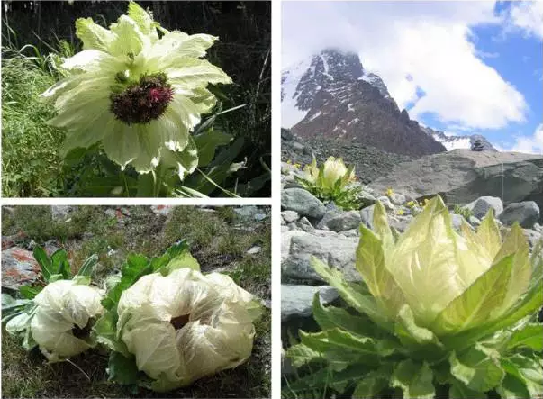 高山药用花卉雪莲花