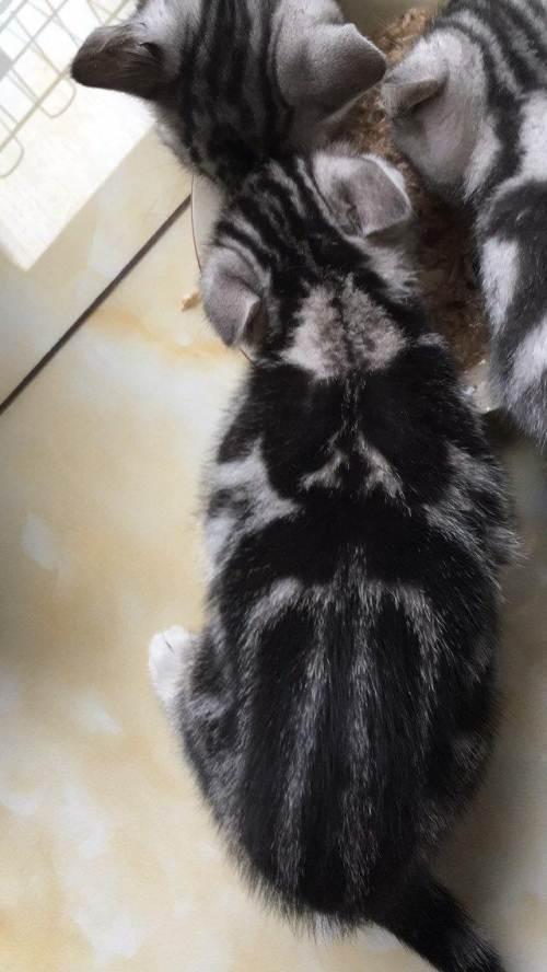 自家美短下的8只萌猫转让