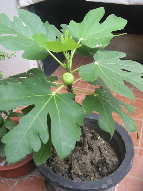 [波姬红无花果苗批发]波姬红 价格8元/株 - 惠农网