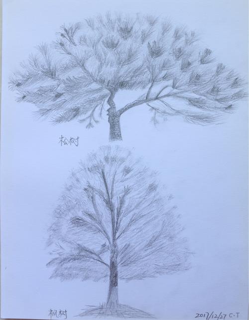 兴趣 素描作品 写美篇 20171227,第六课:松树和枫树.