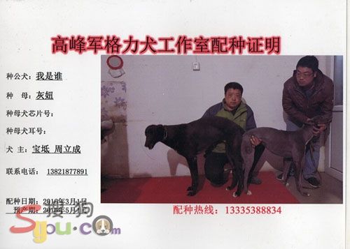 每秒超过18米的种公犬"我是谁"(zulu zircon)成功调往高峰军陕西基地