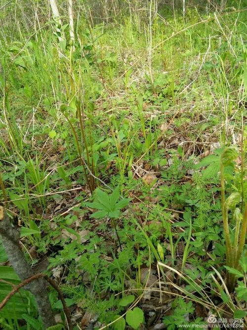 卢贵斌 制作:网    言 地点:黑龙江 虎林 东方红 冰凌花 枪头菜