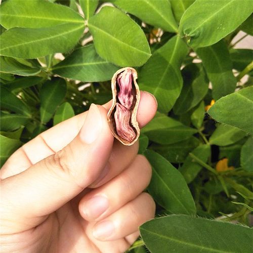 1斤七彩花生瘪花生米养胃零食干果