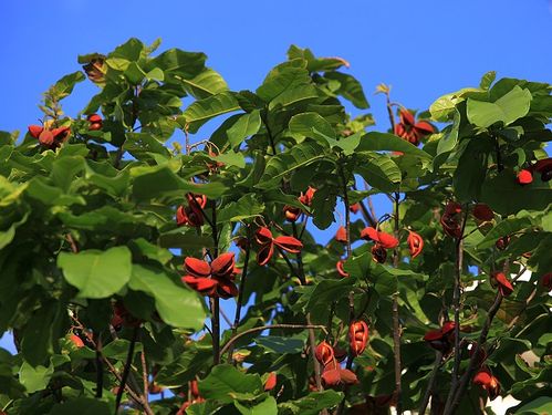 苹婆:翻开双壳,露出八颗黑牙齿,晒晒也健康