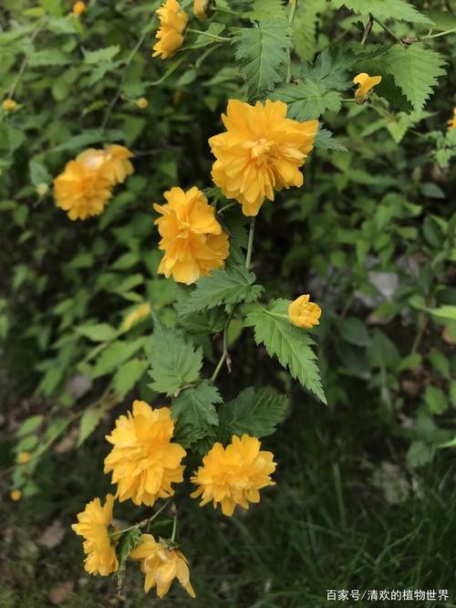 关于棣棠花早在先秦时代就有记载.