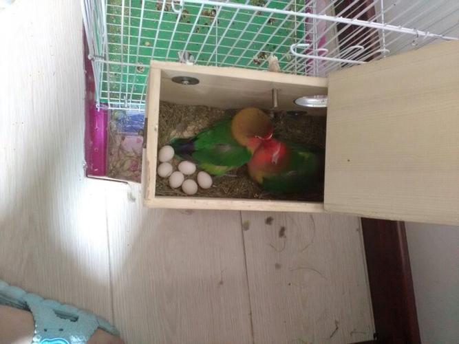 我家有一对牡丹鹦鹉,最近下了6个蛋.你们帮我看看是不