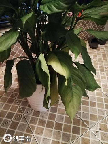养了半个月的的万年青叶子底部开始发黄,焉儿了,请问是什么原因呢.