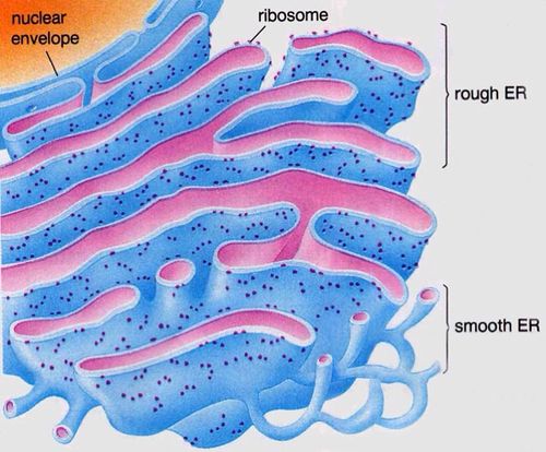 细胞的内质网-填词于外婆的澎湖湾 吴圣潘