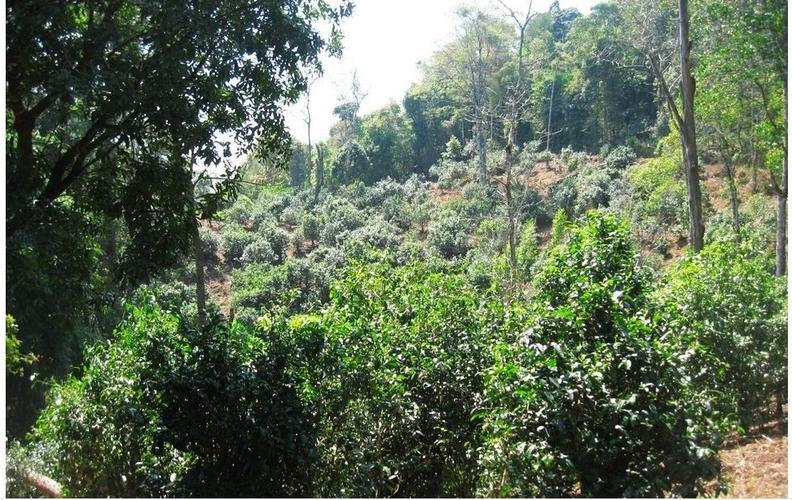 大树茶