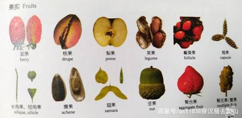果实的种类形态
