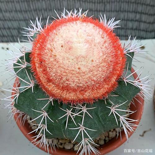 盆景仙人掌科多肉黄金云栽培与养护技术