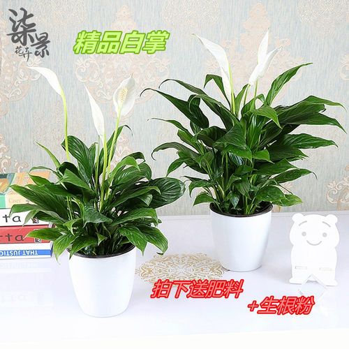 白掌一帆风顺花卉粉掌红掌四季开花绿植办公室内盆栽鸿运当头盆栽