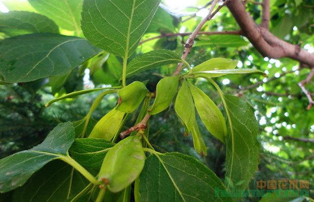 杜仲是我国乡土树种,树姿好,树冠浓密,寿命长,材质好,适应性强,病虫害