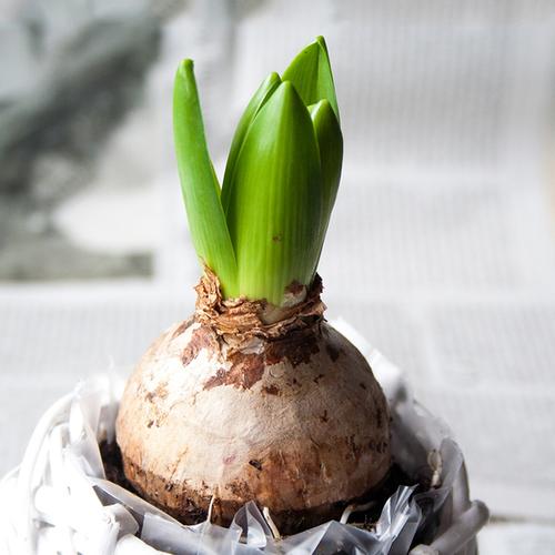 风信子种球大球水培套装四季室内水养花盆栽桌面易活种子花卉植物