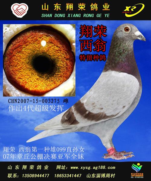 翔荣 西翁 特留种鸽275 保证金级 拍卖