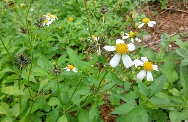 野草"鬼针草",见人扎成刺猬,农民见了就砍,殊不知它浑身是宝