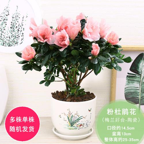 发财树室内花卉盆景植物发财树盆栽摇钱树花苗客厅发财树绿植盆栽易品