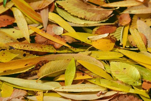 秋天柳树的落叶,原创拍摄