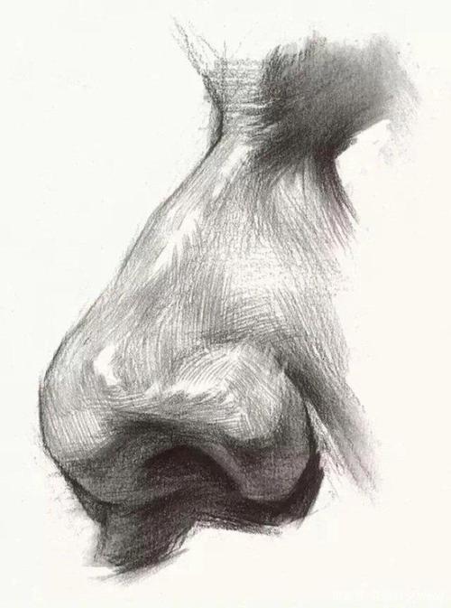 素描头像五官之鼻子,耳朵详细步骤图,学会画五官,甩对手几条街