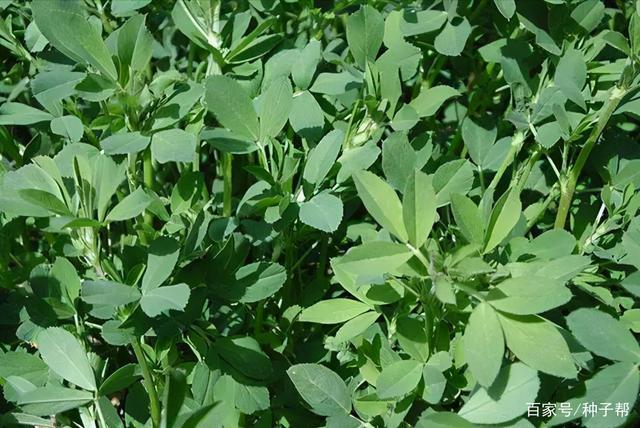 紫花苜蓿草是豆科的多年生牧草,被称是"牧草之王",它一直都是被人们