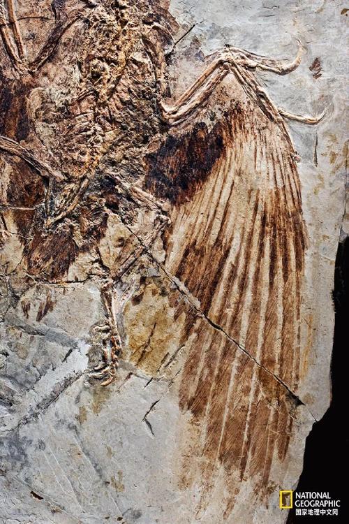 演化痕迹  在中国辽宁省,孔子鸟的化石仍然保存完好.