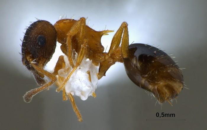 图注: 纳氏切胸蚁的工蚁,侧面观,摄影:martin pfeiffer,图片来源:www.