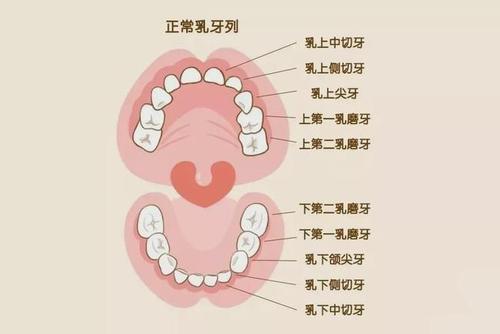 来看儿童换牙攻略|恒牙
