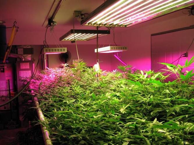 灯,是植物生长灯的一种,依照 类型:led植物灯  | 型号:led植物生长灯