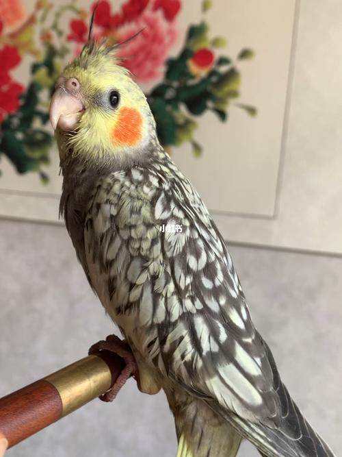 珍珠玄凤_玄凤_珍珠_鹦鹉_断奶_手养鹦鹉断奶_宠物