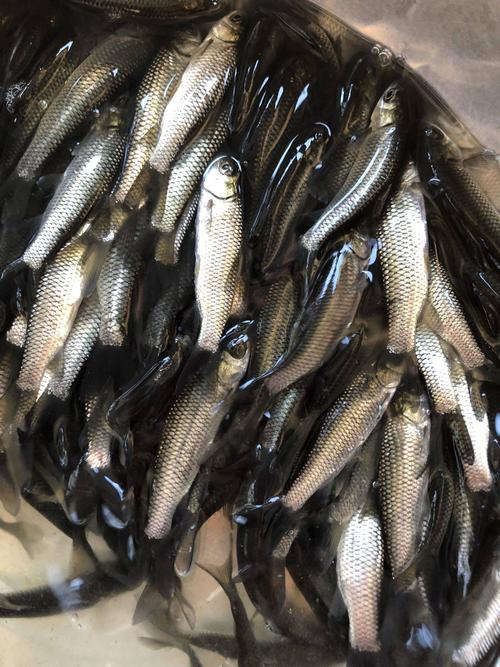 养殖小草淡水长江活体邮包家鱼鱼苗