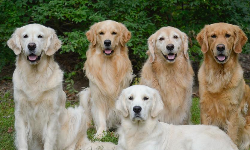 辟谣:奶油色金毛不是稀有品种,关于英系金毛,这4件事要澄清