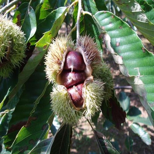 华丰板栗苗直销 果树苗 良种板栗树苗图片 板栗直销图片