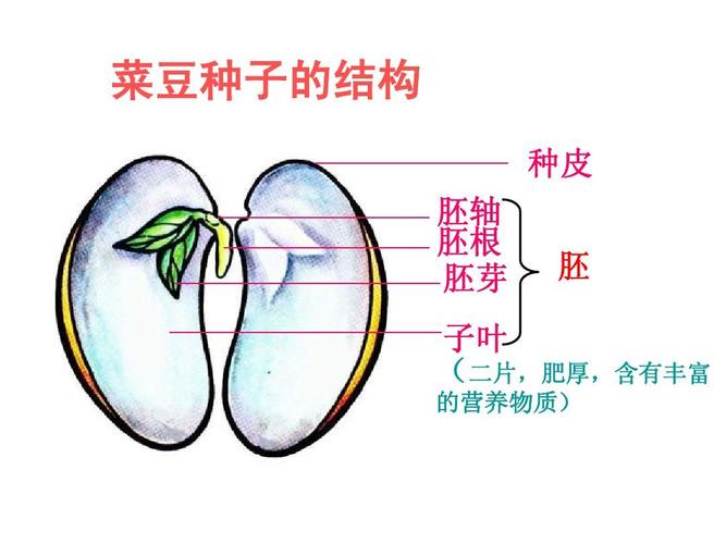 菜豆种子的结构 种皮 胚轴 胚根 胚芽 胚 子叶 (二片,肥厚,含有丰富