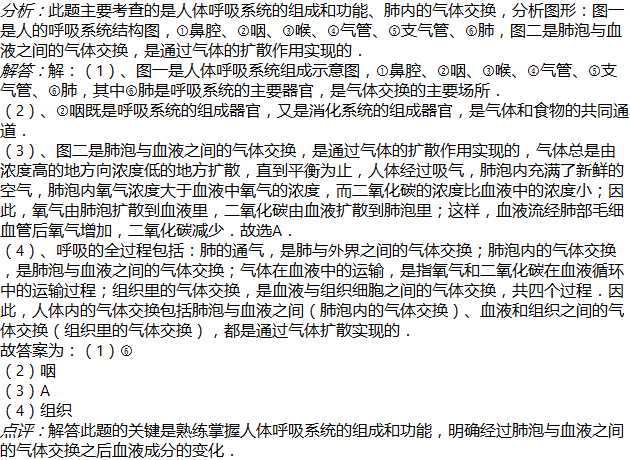 其中______(填序号)是呼吸系统的主要器官,是气体交换的主要场所