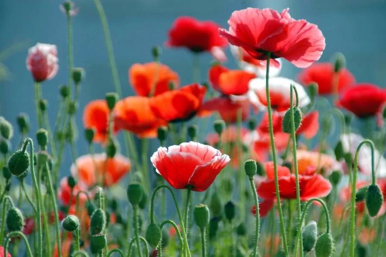 罂粟,拥有美丽醉人的外表,却是另外一种著名的毒品植物,鸦片便是罂粟