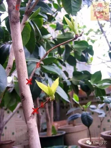 茶花的修剪技巧