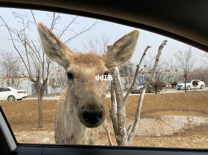 25块的门票很值啦～_曲阜长鹿动物园攻略_动物园_出行