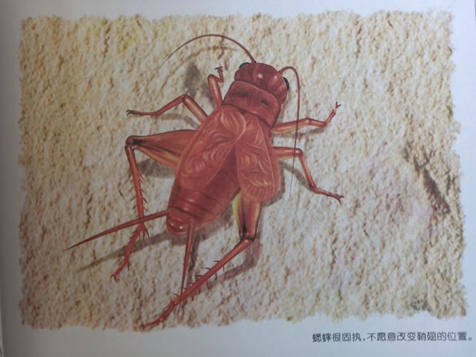 右鞘翅几乎完全盖住了左鞘翅,右鞘翅紧紧地贴在蟋蟀身上,贴近身体侧面