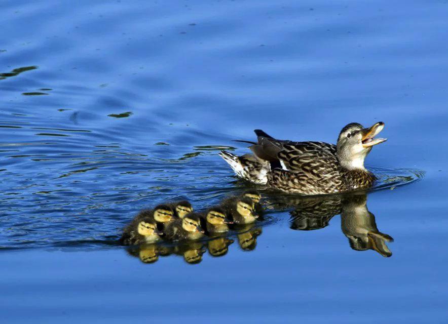 治愈系!小鸭子游呀游呀就游上了岸