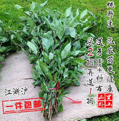 包邮观音柴 绿豆腐柴 绿豆腐叶子 泰顺特产 唯一纯野生无农药现摘