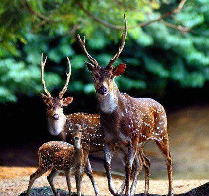 小鹿你长的这么漂亮,你自己知道吗?