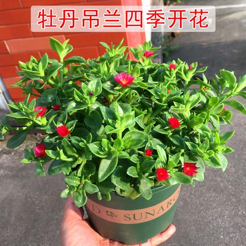 牡丹吊兰盆栽四季开花垂吊植物多年生室内净化空气吸甲醛庭院绿植