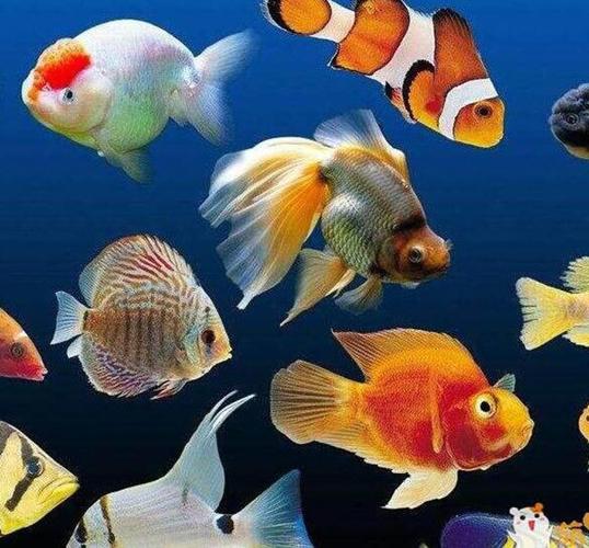 十大养不死的热带鱼