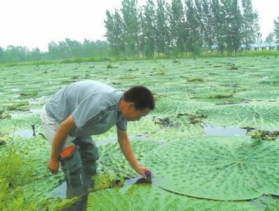 网易首页>网易号>正文申请入驻>芡实是生长在浅水田里,其实芡实也属于
