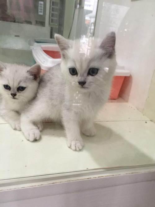 英短银渐成小公猫