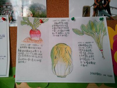 植物观察手绘手抄报 植物园手抄报