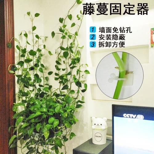 绿植固定器绿萝爬墙定型藤蔓墙上攀爬室内植物爬藤架无痕家用神器