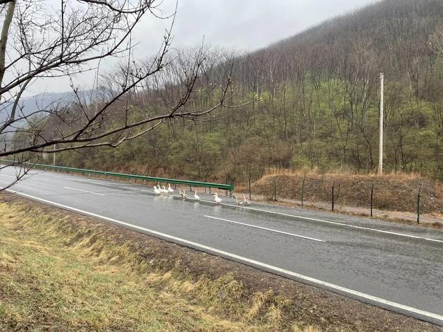 大鹅上高速,高速交警秒变"赶鹅倌"|高速公路|鹤大高速