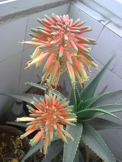 这样的一株芦荟会开几次花?最多的一次能开几朵?