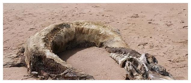 辽宁营口坠龙事件数万人目睹权威报刊报道龙到底存在吗